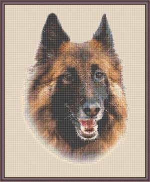 200911181452480921 Tervuerense Herdershond