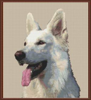 201001280933560687 Witte Herdershond