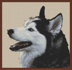 201001280936330515 Siberische Husky, Malamute