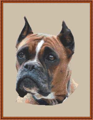 201212051454040171 Boxer