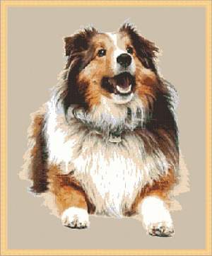 201212051528390265 Schotse Collie